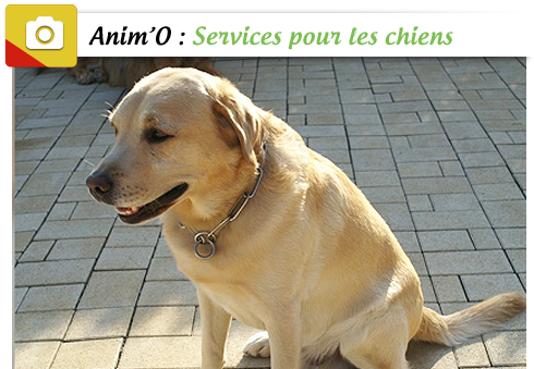 Anim'O : Hébergement, visite, promenade et pension pour chien Grand Nancy (54)